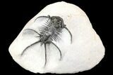 Bargain, Spiny Ceratarges Trilobite - Zireg, Morocco #141786-1
